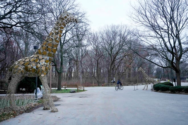 Light displays of giraffes are some of the things that visitors can expect to see when visiting the Tuesday, Dec. 5, 2023, at the Milwaukee County Zoo. Ebony Cox / Milwaukee Journal Sentinel